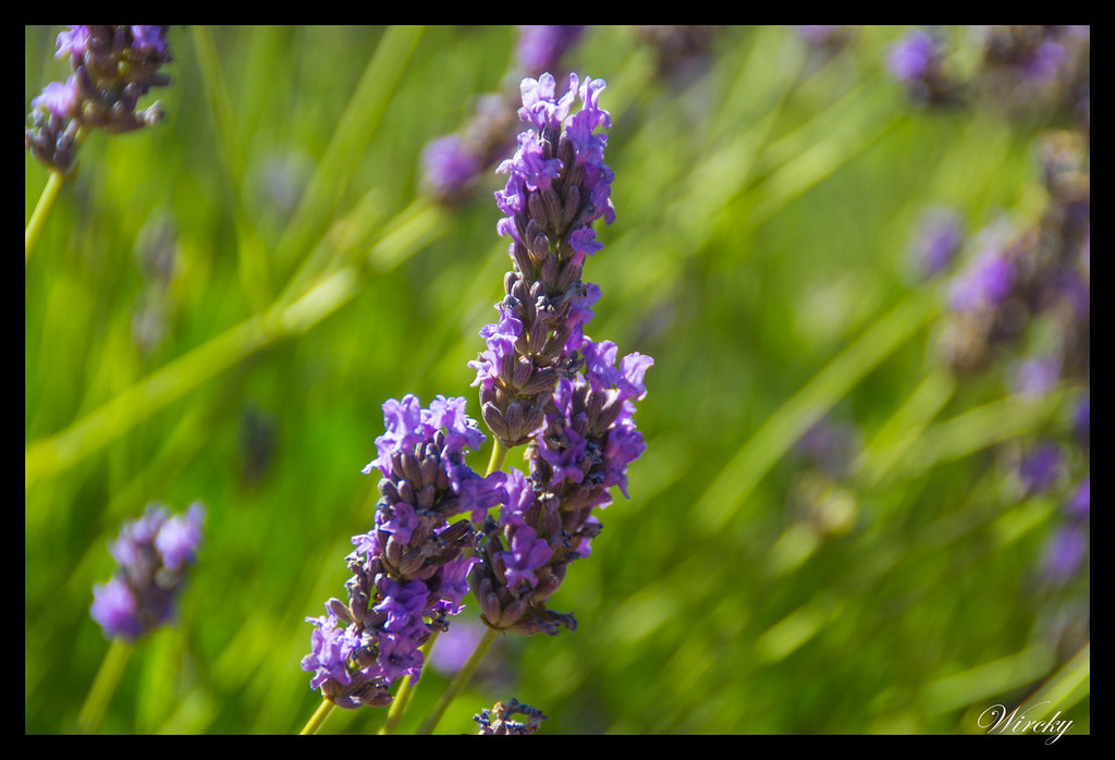 Flores de lavanda