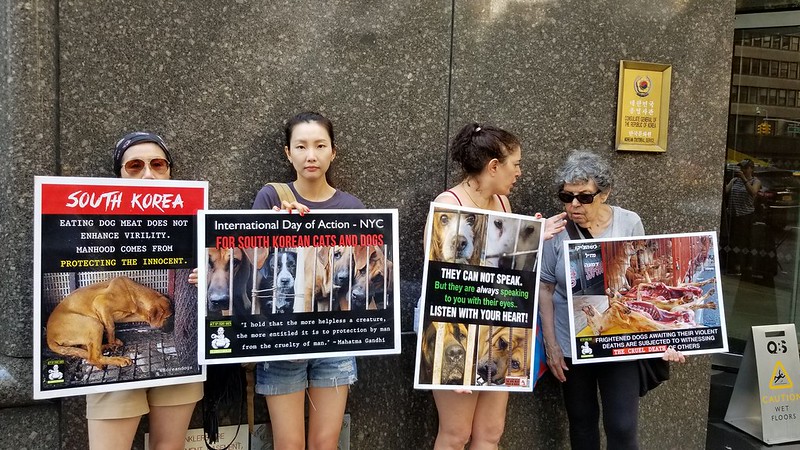 New York, South Korean Consulate General, ‘Boknal’ Demonstration for the South Korean Dogs and Cats (Day 2) – July 22, 2019 Organized by The Animals' Battalion