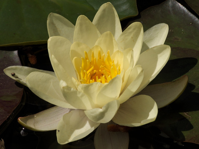 Water lily at Cheyenne Mountain Zoo