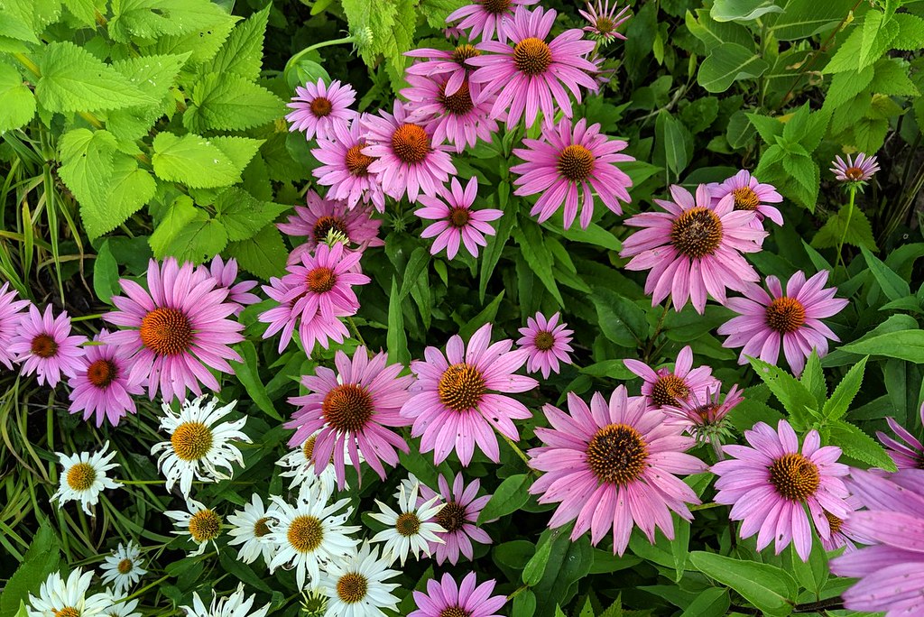 Two dozen pink flowers with large, cone-shaped centers.