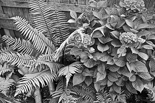 garden gardens flowers plants shrubs geotagged brianarchie65 monochrome hull kingstonuponhull canoneos600d eastyorkshire