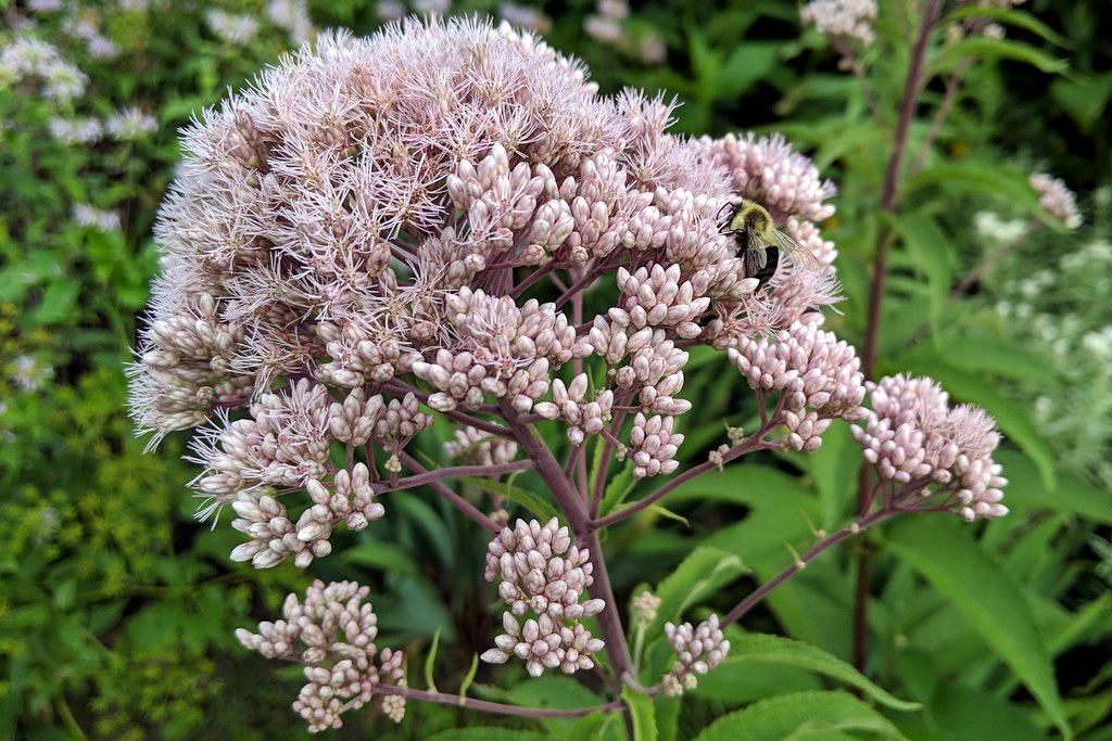 Large cluster of small, spiky flowers. A bumblebee is on the right side.