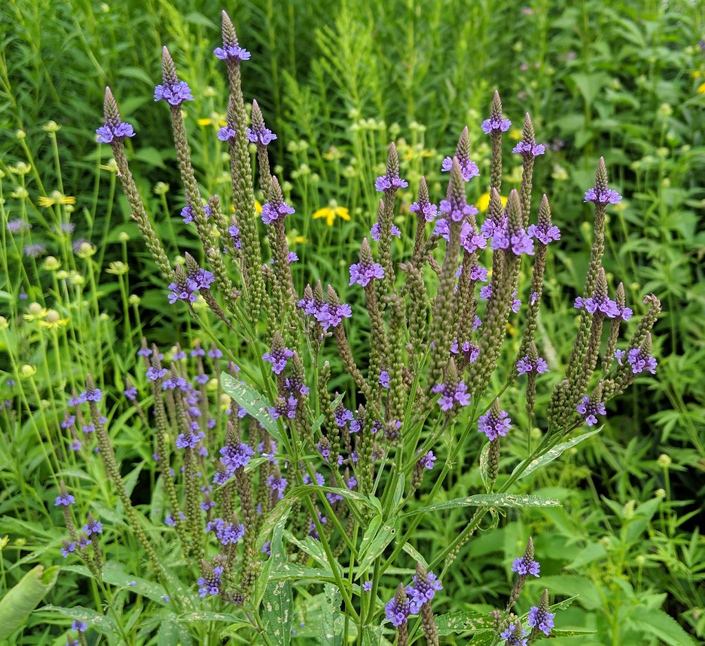Tall spikes, each with tiny purple flowers in a ring.