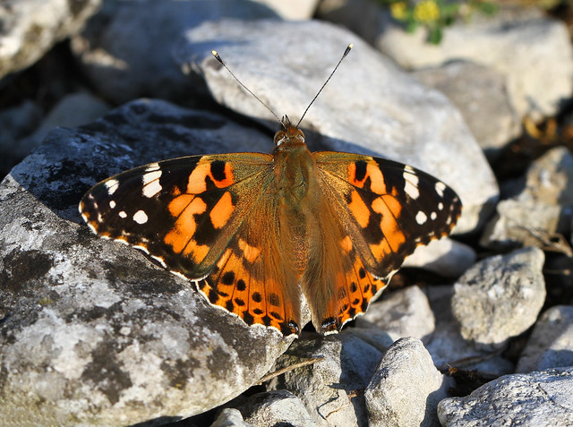 European Painted Lady Butterfly