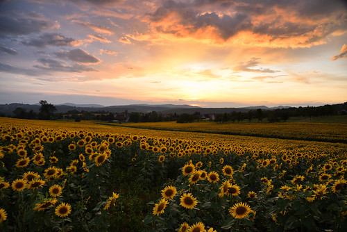 nikon d750 sigma globalvision art 24105f4dgoshsma paysage landscape coucherdesoleil sunset sunflower tournesol flowers fleurs ciel cloud sky nuages