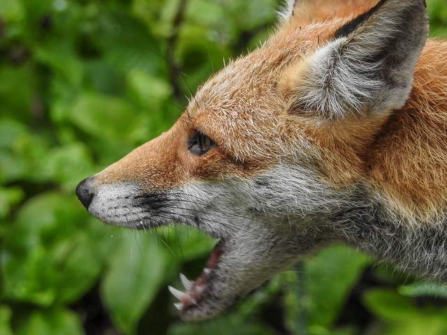 Surprised Fox