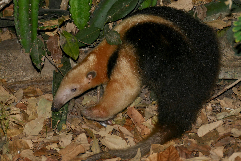 Southern Tamandua (Tamandua tetradactyla)