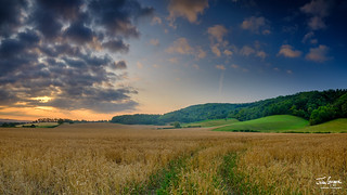 Summer sunrise on the South Downs near Didling, West Sussex.
