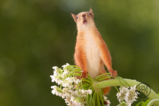 Red squirrel  standing on a hogweed flower with open mouth