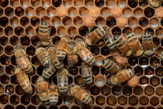 Bee Larvae