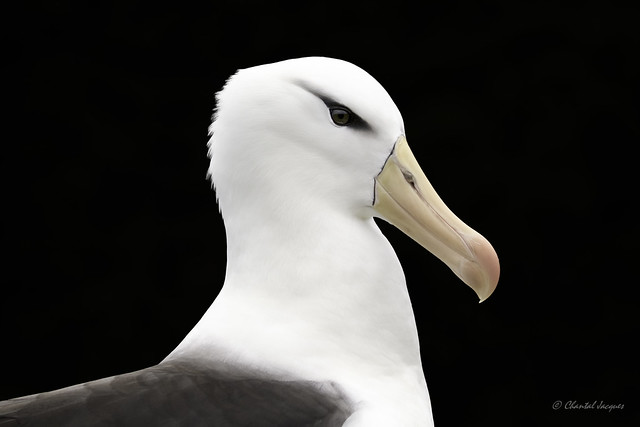 Portrait of the Falklands' Wildlife -Black-browed Albatros