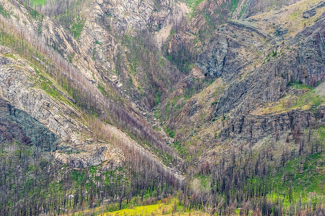 Waterton National Park, 2 years after the big forest fire