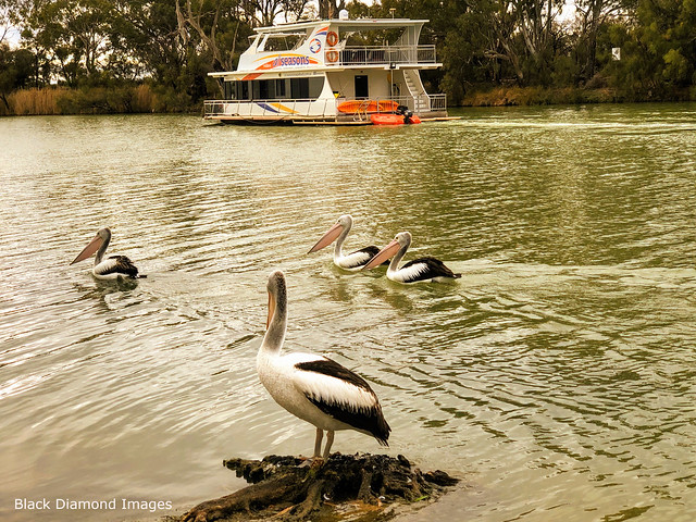 Pelicans & Houseboat on the Darling River at Wentworth, South West, NSW