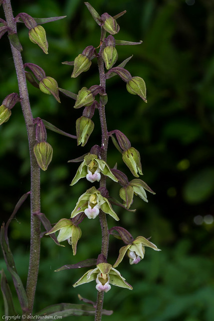 Violet Helleborine Orchid (Epipactis purpurata)