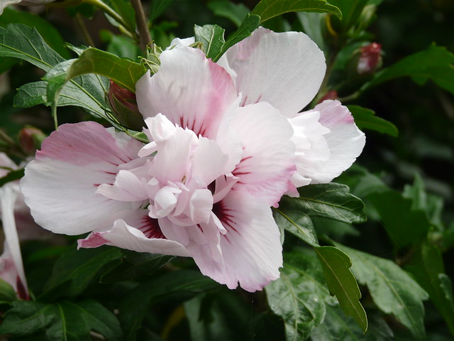 Hibiscus flower .