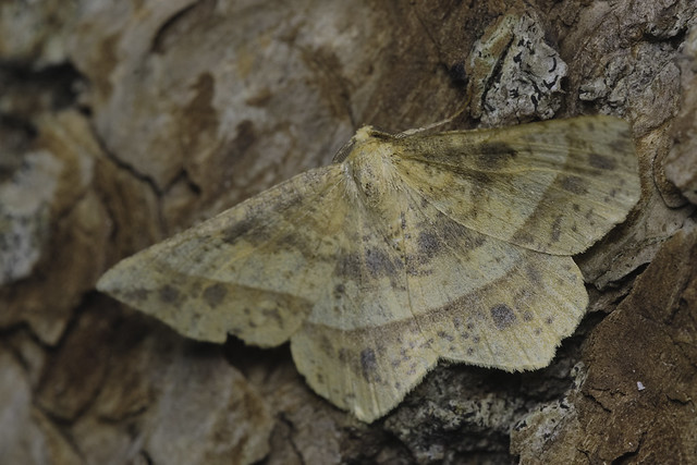 Mottled Euchlaena Moth- Euchlaena tigrinaria-July-04-19 10~48~24 PM