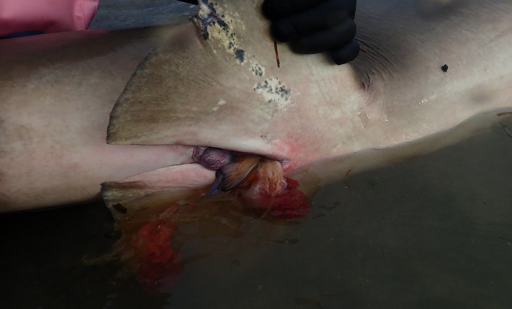 觀察發現母鯊分娩時，幼鯊是採「尾先頭後」方式生出，得知檸檬鯊是屬於胎生鯊魚。圖片來源：公視《驚奇VR生態館》