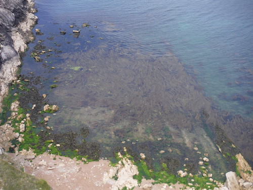 Seaweed in Lulworth Cove SWC Walk 54 - Lulworth Cove Circular (via Tyneham and Durdle Door)