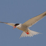 Common Tern hovering