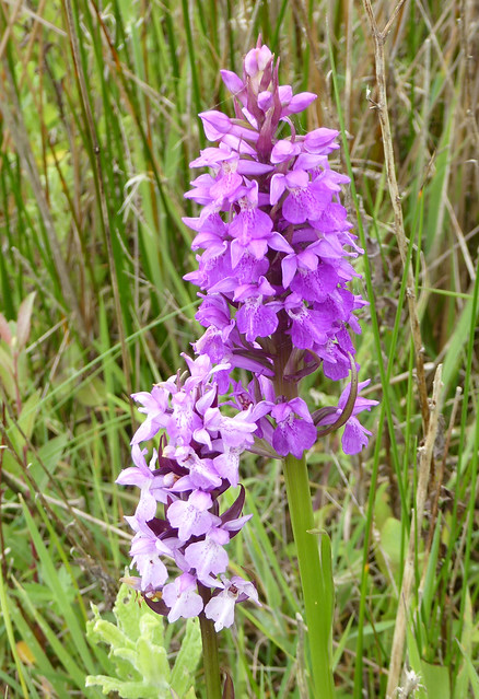 southern marsh orchids