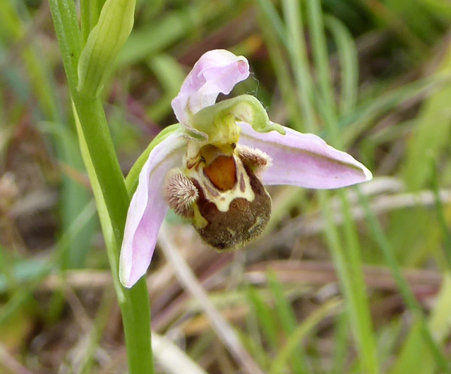 bee orchid