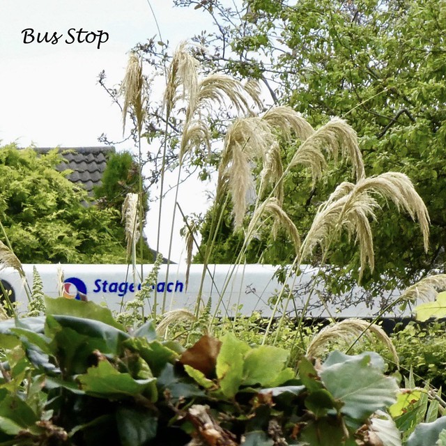 Bus Stop?