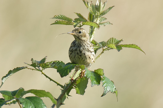Meadow Pipit Dundalk