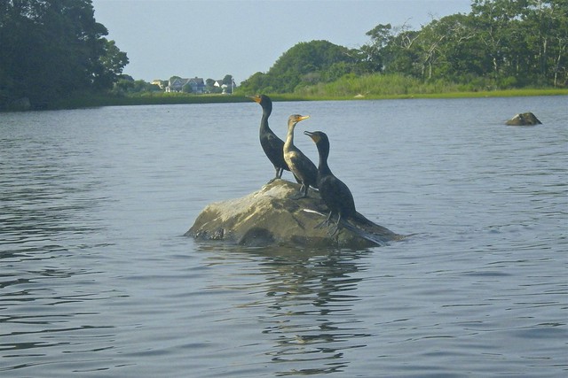 Cormorants at Ram Island