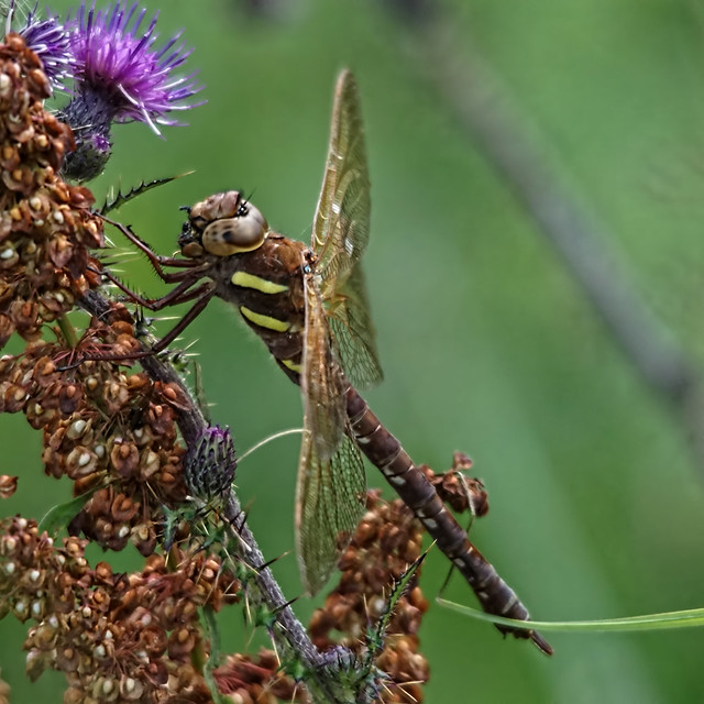 Brown Hawker Dragonfly (Tea Time) 2