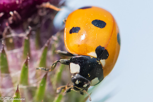 Marihøne - Ladybug (Coccinellidae)