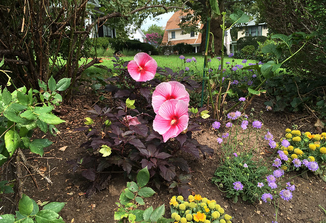 Garden Flowers in Staten Island, New York, USA. August, 2019