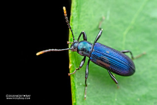 Blue darkling beetle (Strongylium sp.) - DSC_6043