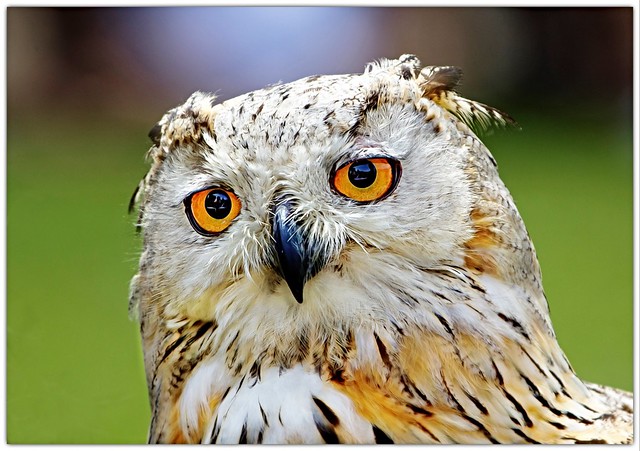 Siberian owl: portrait