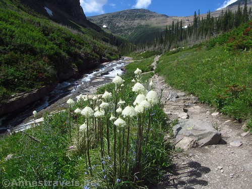 Beginning of the Siyeh Pass and Piegan Pass Trails in Glacier National Park, Montana