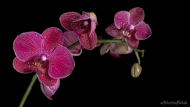 Orchid 01