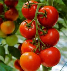 cherry tomatoes | by aBF daily
