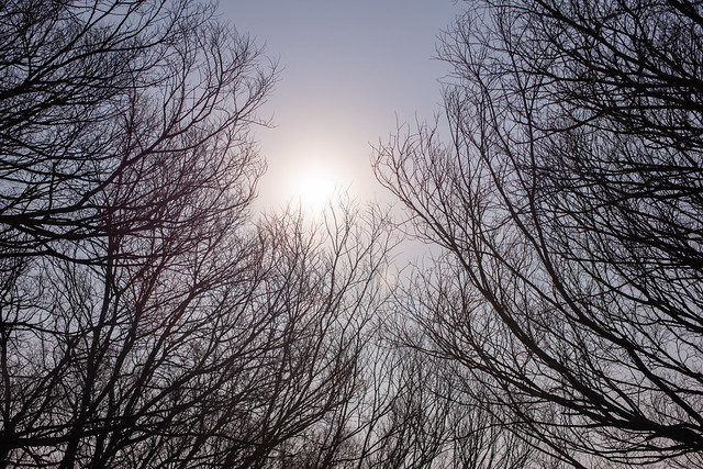 Bare tree branches with sun reflecting in background