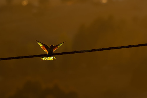 backlit backlighting beeeater abelharuco bird aves portugal algarve wildlife sunset
