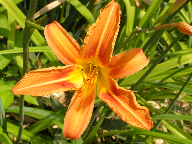 Orange daylily (Hemerocallis fulva)