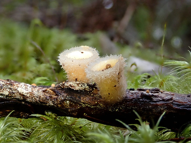 Jellied Bird's Nest Fungus - Nidula candida