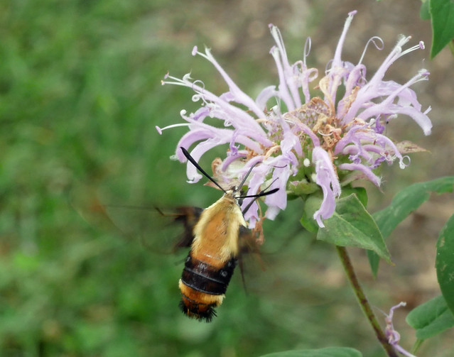 snowberry clearwing