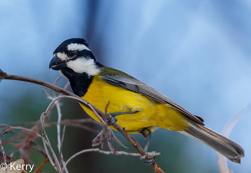 male birds albury australia wongawetlands frontatus 2019 shriketitcrested nsw falcunculusfrontatusfrontatus