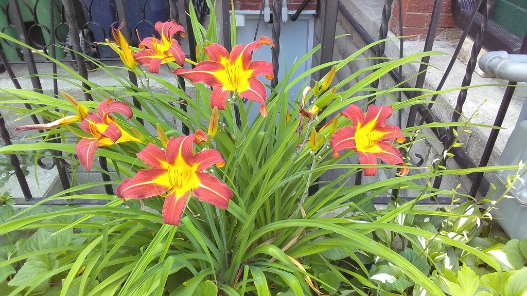 Lilies like fire #toronto #ossingtonave #ossingtonstrip #flowers #lilies #red #yellow