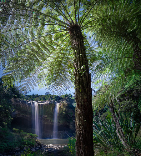 bayofislands fern kerikeri landscape nature newzealand newzealandfern newzealandferntree northisland northland rainbowfalls waterfall waterfalllandscape nz