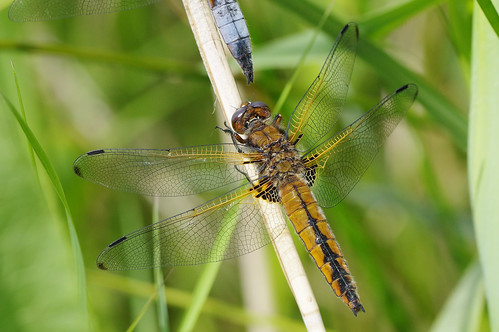 cambridgeshire wild wildlife nature woodwaltonfen dragonfly insect scarce chaser libellulafulva