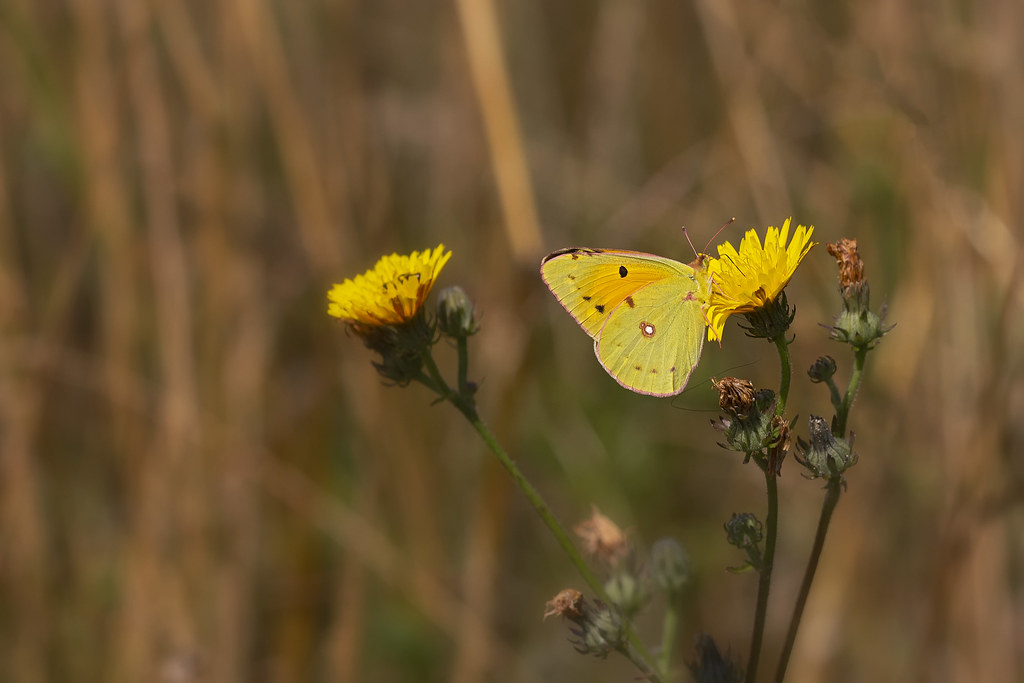 Colias hyale