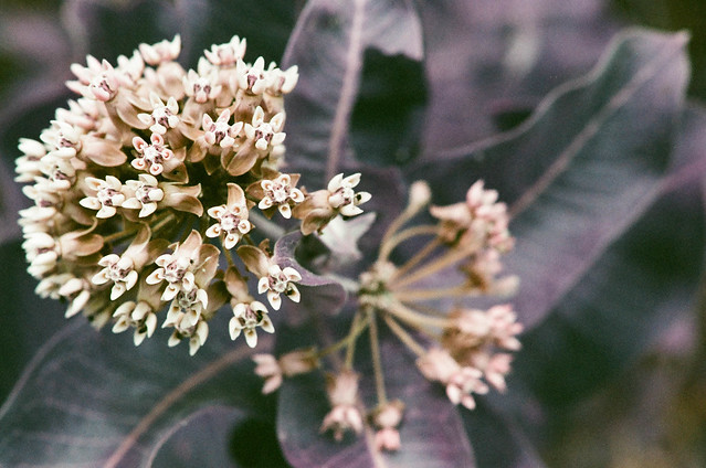 milkweed flower