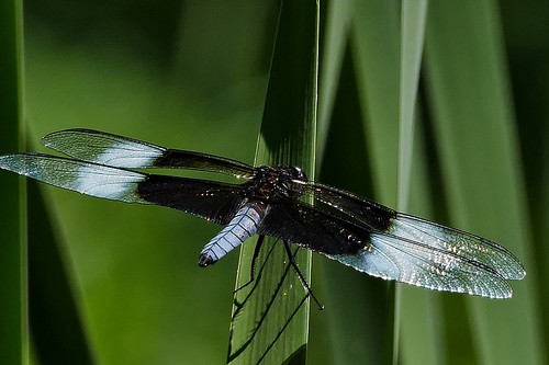 panasonicfz1000 depthoffield bokeh closeup nature outdoor serene landscape dragonfly odonata snakedoctor perch macro insect wings lake pond bog marsh swamp