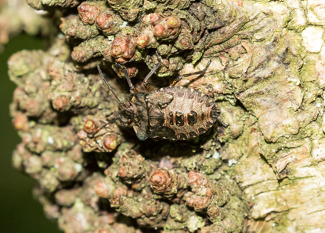 Forest or Red-legged shield bug