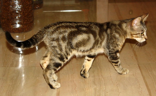Virgo, ronroneador y guapo gatito pardo Tabby esterilizado, nacido en Mayo´19, en adopción. Valencia. ADOPTADO. 48454312226_e817efa672